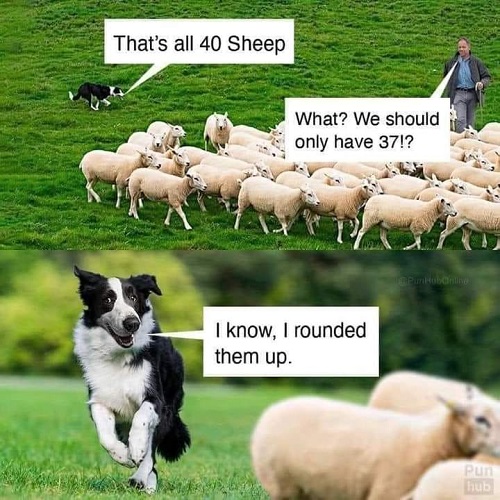 sheepdog roundem.jpg